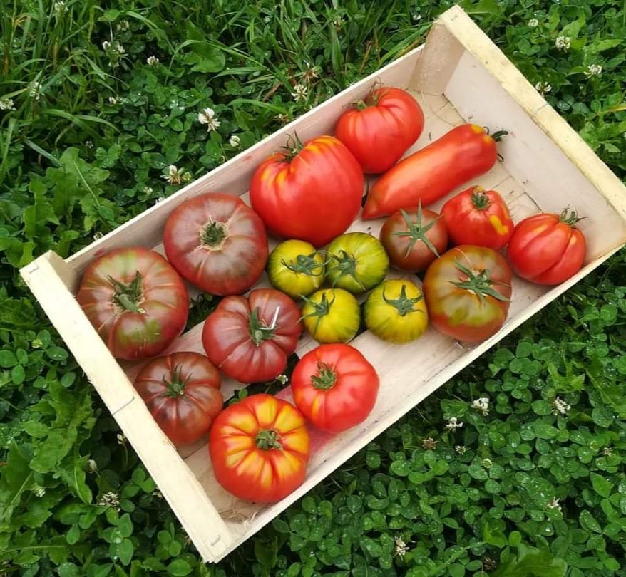 Cagette de tomates Le Chasné